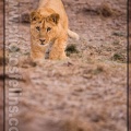 Ser-PZP-Lion dAfrique - Panthera leo - 12 -1968x2957