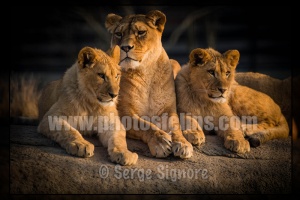 Ser-PZP-Lion dAfrique - Panthera leo - 14 -3969x2641